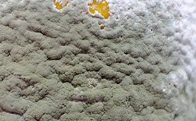 Mold Removal